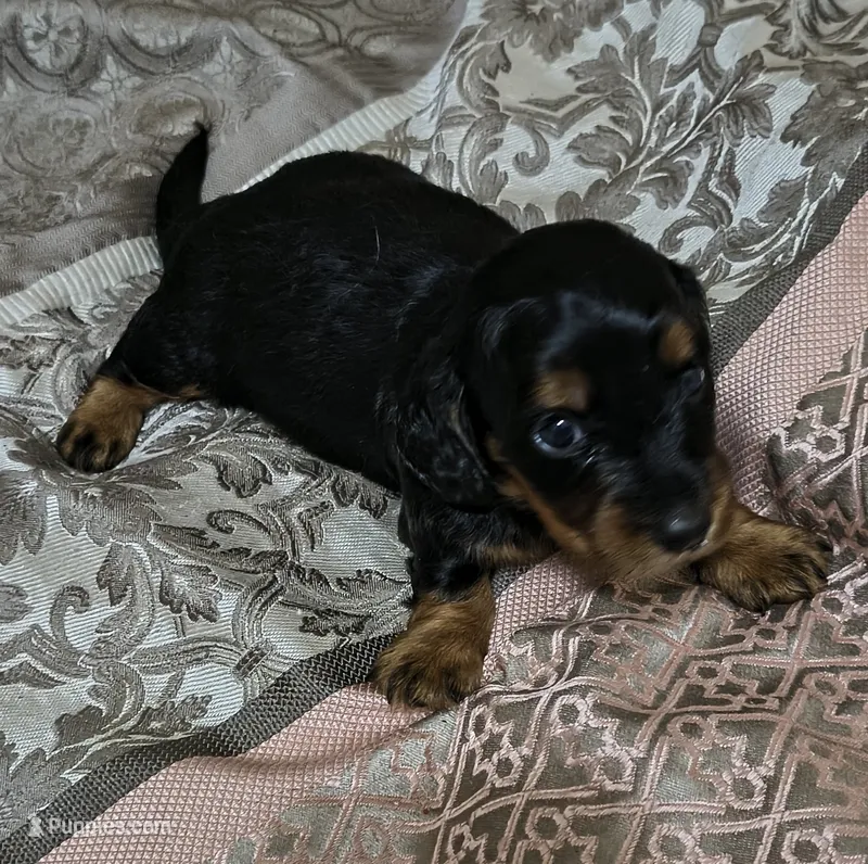 Ren – Miniature Dachshund puppy for sale in Yale, OK