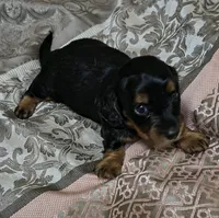 Ren, a male Miniature Dachshund for sale in Yale, OK – 1 of 8