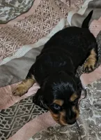 Jules, a female Miniature Dachshund for sale in Yale, OK – 4 of 8
