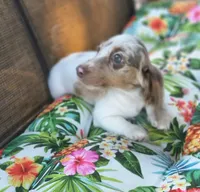 Misty, a female Miniature Dachshund for sale in Yale, OK – 8 of 10