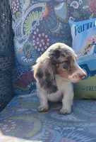 Miso, a male Miniature Dachshund for sale in Yale, OK – 7 of 8