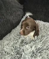 Bruno , a male Miniature Dachshund for sale in Yale, OK – 7 of 9