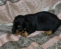 Ren, a male Miniature Dachshund for sale in Yale, OK – 7 of 8