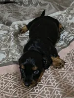 Ren, a male Miniature Dachshund for sale in Yale, OK – 5 of 8