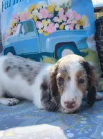 Miso, a male Miniature Dachshund for sale in Yale, OK – 3 of 8