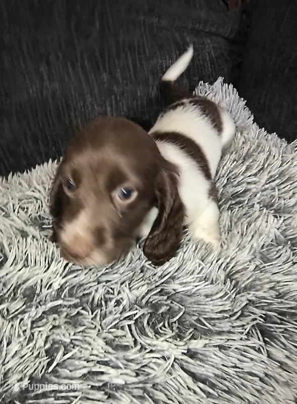 Bruno  – Miniature Dachshund puppy for sale in Yale, OK
