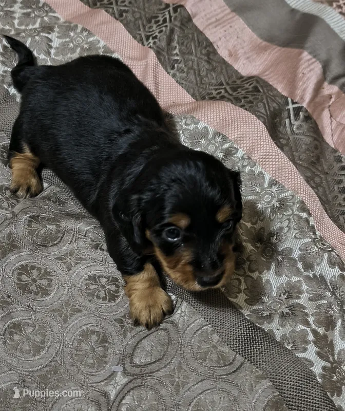 Kenji – Miniature Dachshund puppy for sale in Yale, OK