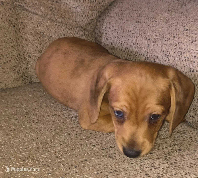 Balto – Miniature Dachshund puppy for sale in Yale, OK