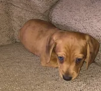 Balto, a male Miniature Dachshund for sale in Yale, OK – 1 of 10