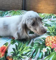 Misty, a female Miniature Dachshund for sale in Yale, OK – 1 of 10