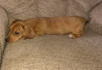 Balto, a male Miniature Dachshund for sale in Yale, OK – 6 of 10