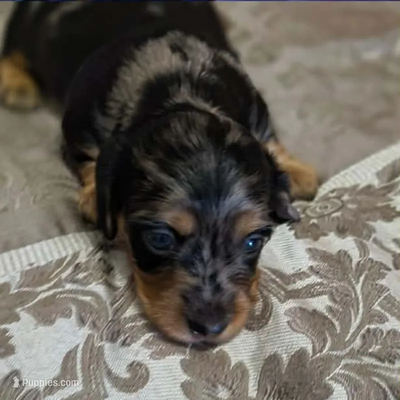 Lotus – Miniature Dachshund puppy for sale in Yale, OK