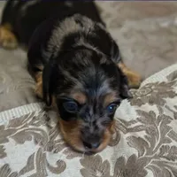 Lotus, a female Miniature Dachshund for sale in Yale, OK – 1 of 7