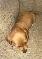 Balto, a male Miniature Dachshund for sale in Yale, OK – 2 of 10