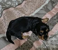 Jules, a female Miniature Dachshund for sale in Yale, OK – 3 of 8