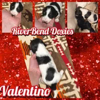 Valentino , a male Dachshund for sale in Yale, OK – Photo 4 of 4