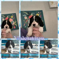 Valentino , a male Dachshund for sale in Yale, OK – Photo 2 of 4