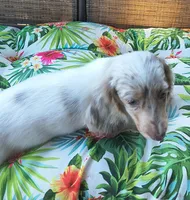 Misty, a female Miniature Dachshund for sale in Yale, OK – 2 of 10