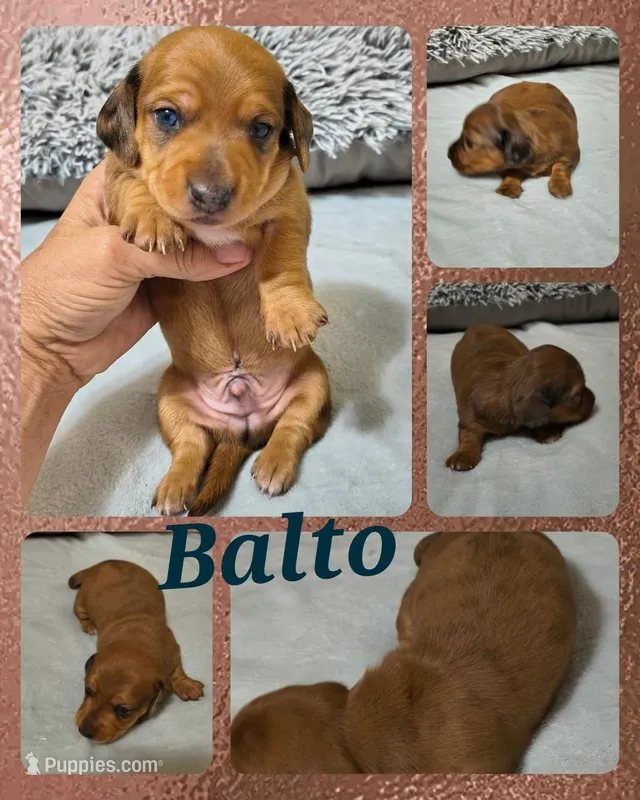 Balto – Miniature Dachshund puppy for sale in Yale, OK