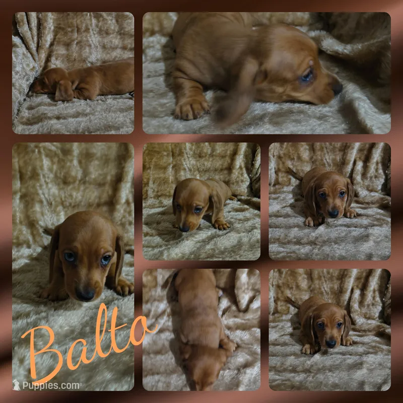 Balto – Miniature Dachshund puppy for sale in Yale, OK