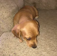 Balto, a male Miniature Dachshund for sale in Yale, OK – 9 of 10