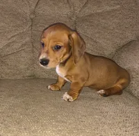 Bandit, a male Miniature Dachshund for sale in Yale, OK – 5 of 9