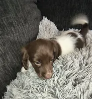 Bruno , a male Miniature Dachshund for sale in Yale, OK – 8 of 9