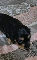 Kenji, a male Miniature Dachshund for sale in Yale, OK – 4 of 6