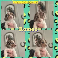 Romeo , a male Dachshund for sale in Yale, OK – Photo 4 of 8