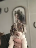 Romeo , a male Dachshund for sale in Yale, OK – Photo 1 of 8