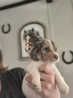 Romeo , a male Dachshund for sale in Yale, OK – Photo 3 of 8