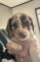 Romeo , a male Dachshund for sale in Yale, OK – Photo 6 of 8