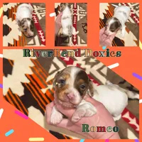 Romeo , a male Dachshund for sale in Yale, OK – Photo 7 of 8