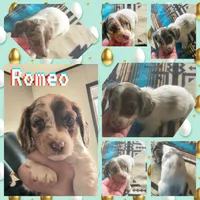 Romeo , a male Dachshund for sale in Yale, OK – Photo 8 of 8