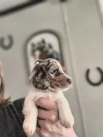 Romeo , a male Dachshund for sale in Yale, OK – Photo 2 of 8