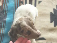 Romeo , a male Dachshund for sale in Yale, OK – Photo 5 of 8