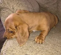 Balto, a male Miniature Dachshund for sale in Yale, OK – 10 of 10