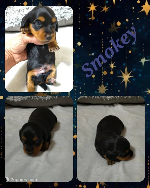 Smokey  – Miniature Dachshund puppy for sale in Yale, OK