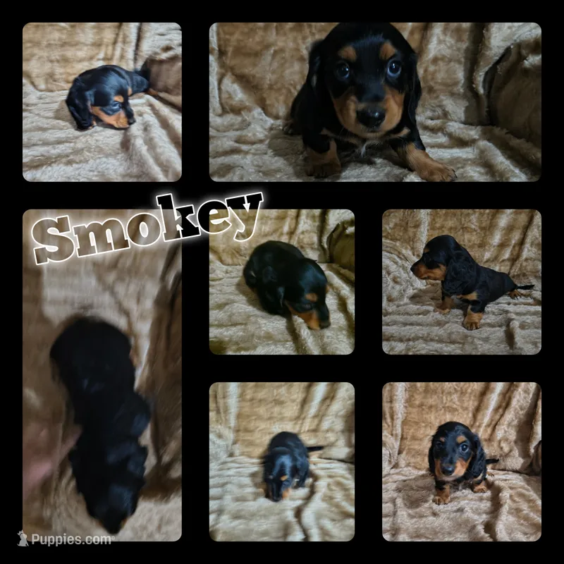 Smokey  – Miniature Dachshund puppy for sale in Yale, OK