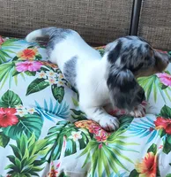 Decker , a male Miniature Dachshund for sale in Yale, OK – 6 of 10