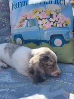Miso, a male Miniature Dachshund for sale in Yale, OK – 4 of 8