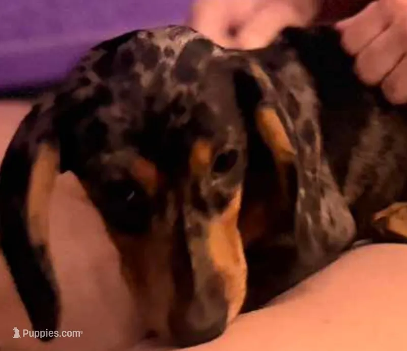 Plopper – Dachshund puppy for sale in Yale, OK