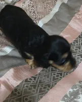 Kia, a female Miniature Dachshund for sale in Yale, OK – 8 of 8