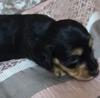 Kenji, a male Miniature Dachshund for sale in Yale, OK – 2 of 6