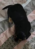 Jules, a female Miniature Dachshund for sale in Yale, OK – 6 of 8
