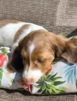 Tofu , a male Miniature Dachshund for sale in Yale, OK – 9 of 10