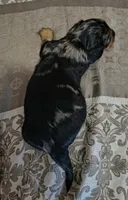 Lotus, a female Miniature Dachshund for sale in Yale, OK – 5 of 7
