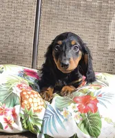Noodles, a male Miniature Dachshund for sale in Yale, OK – 7 of 10