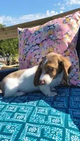 Tofu , a male Miniature Dachshund for sale in Yale, OK – 5 of 10