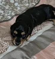 Kia, a female Miniature Dachshund for sale in Yale, OK – 3 of 8